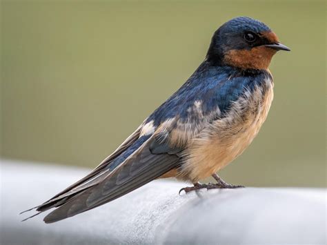 swallow picture